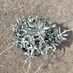 Kotyledón (Cothyledon) ´SILVER PEAK´ - výška 30 cm, Ø 40-50 cm, kont. C12L